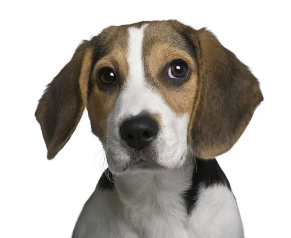 Cãozinho beagle, 4 meses, em frente ao fundo branco — Fotografia de Stock