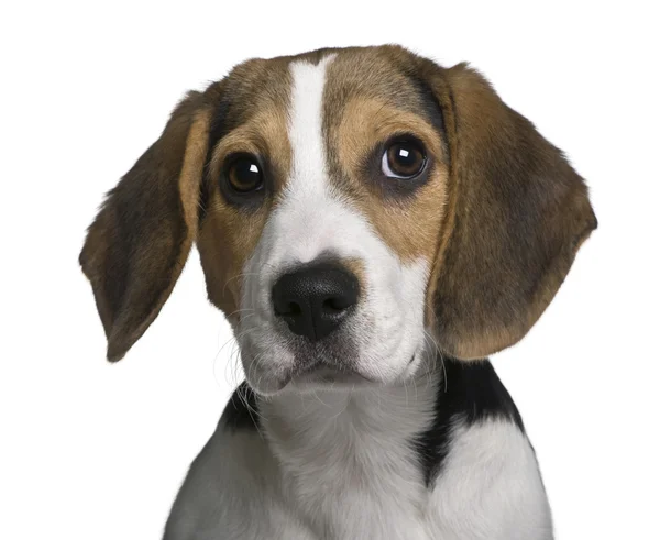 Beagle valp, 4 månader gammal, framför vit bakgrund — Stockfoto