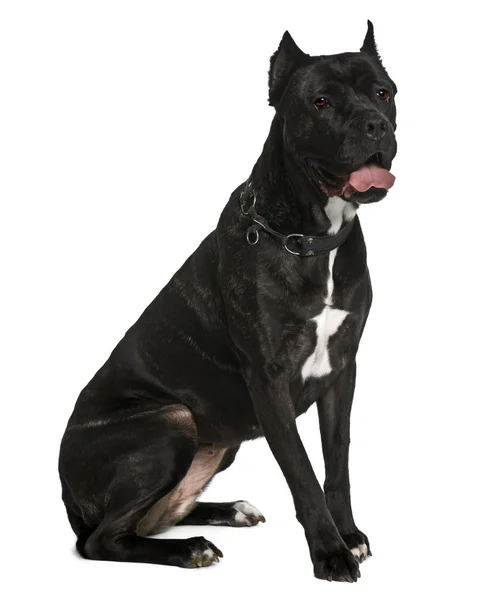 Rohrkorsohund, 6 Jahre alt, sitzt vor weißem Hintergrund — Stockfoto