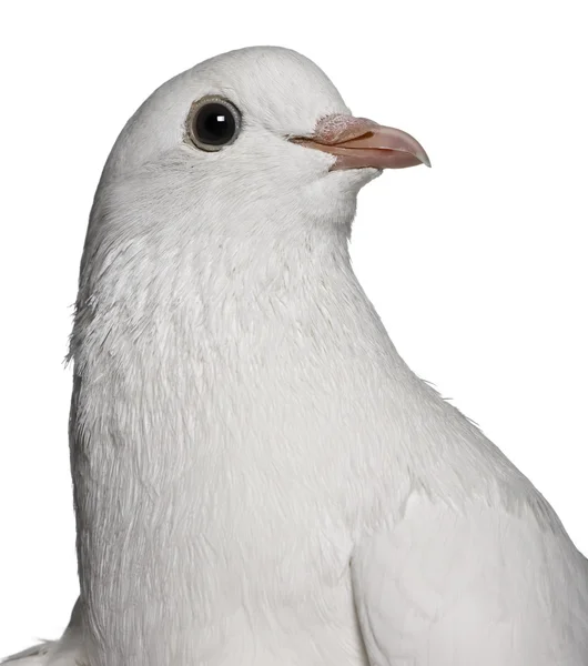 Taube, 2 Jahre alt, vor weißem Hintergrund — Stockfoto