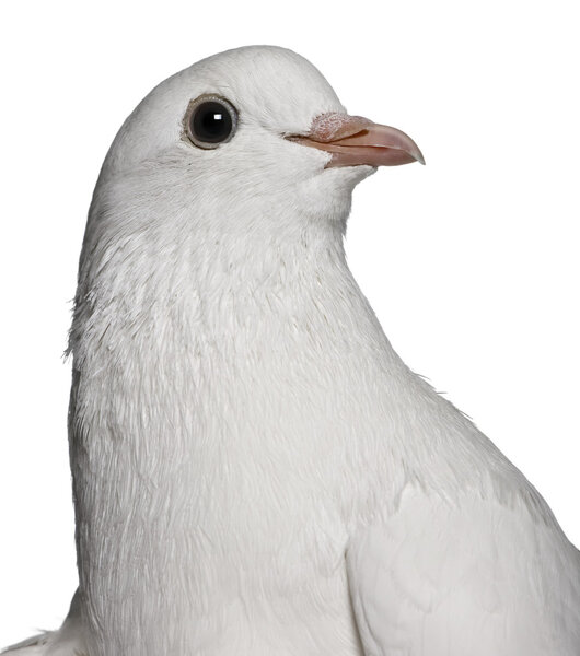 Pigeon, 2 years old, in front of white background