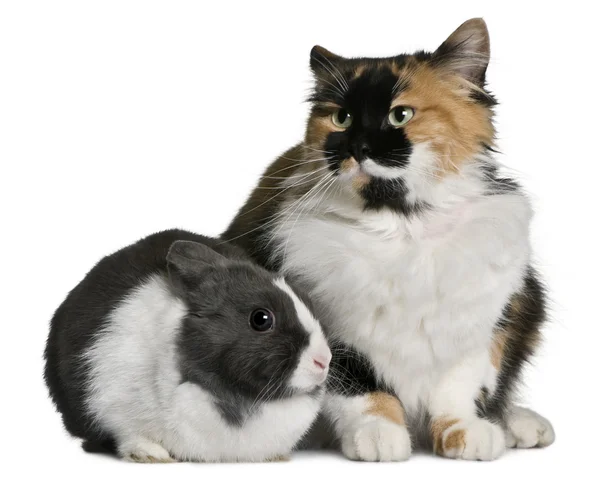 Kat en konijn zat voor witte achtergrond — Stockfoto