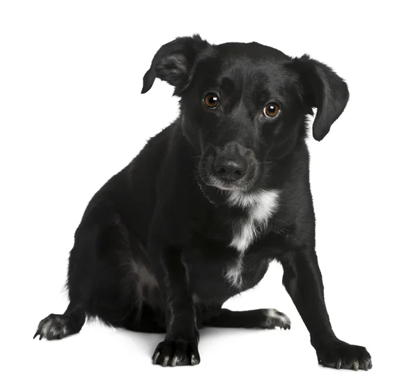 Beyaz arka plan oturan köpek crossbreed — Stok fotoğraf
