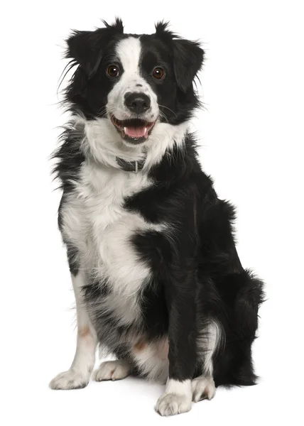 Border collie, 3 years old, sitting in front of white background — Stock Photo, Image