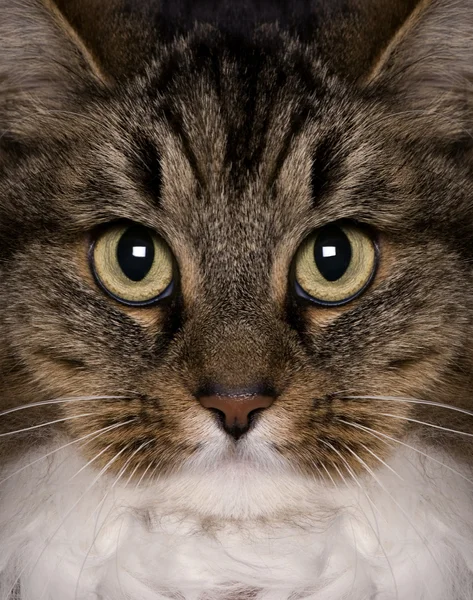 Kříženec kočky, 3 roky starý, při pohledu na fotoaparát — Stock fotografie