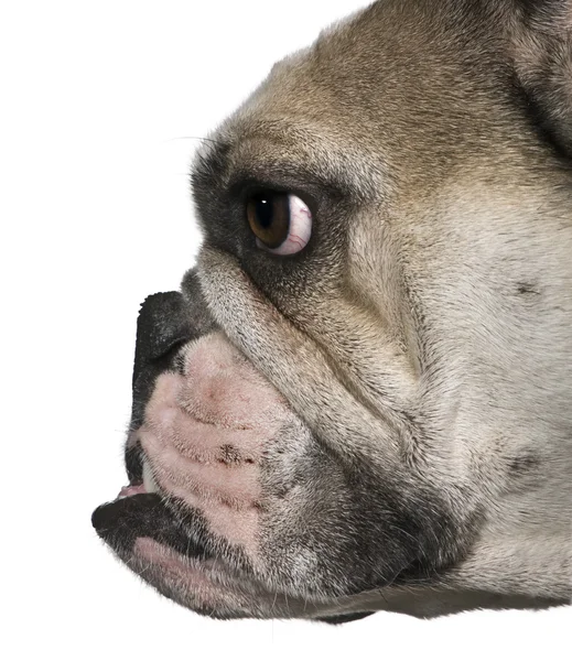 Vista lateral do bulldog inglês, 4 meses, em frente ao fundo branco — Fotografia de Stock