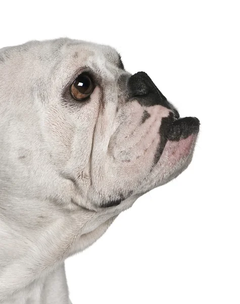 Vista lateral del bulldog inglés, de 4 meses de edad, frente al fondo blanco —  Fotos de Stock