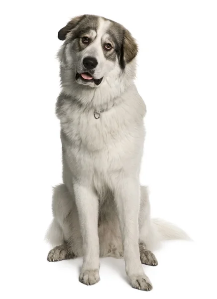 Pirenei Mountain Dog, noto come i Grandi Pirenei, 8 mesi, seduto di fronte a sfondo bianco — Foto Stock