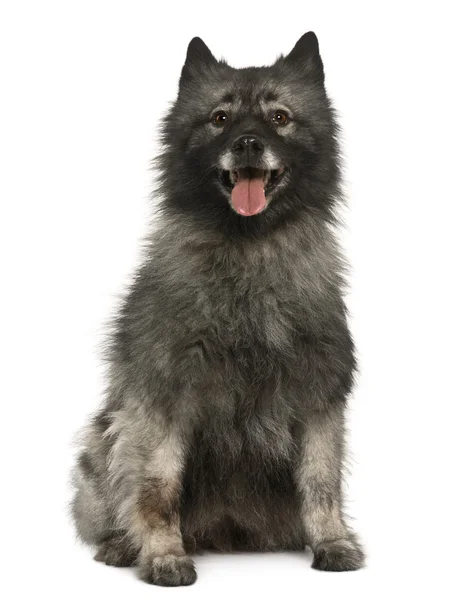 Spitz dog, 11 years old, sitting in front of white background — Stock Photo, Image