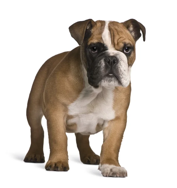 English bulldog puppy, 4 months old, standing in front of white background — Stock Photo, Image