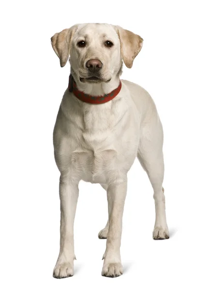 Labrador de pé na frente de fundo branco, tiro de estúdio — Fotografia de Stock
