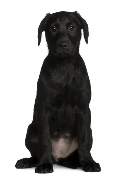 Labrador puppy, 3 months old, sitting in front of white background — Stock Photo, Image