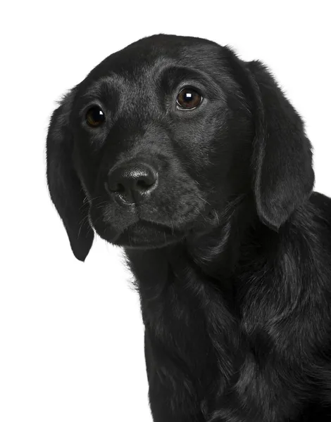 Labrador puppy, 3 months old, standing in front of white background — Stock Photo, Image