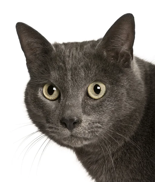 Chartreux cat, 2 roky starý, před bílým pozadím — Stock fotografie