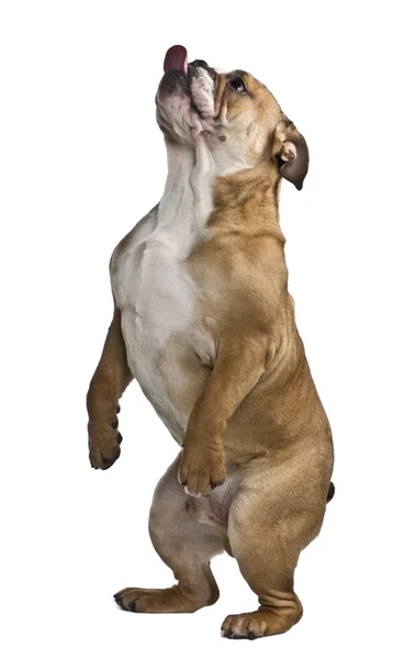 Bulldog inglese, 9 mesi, in piedi su zampe posteriori davanti a sfondo bianco — Foto Stock