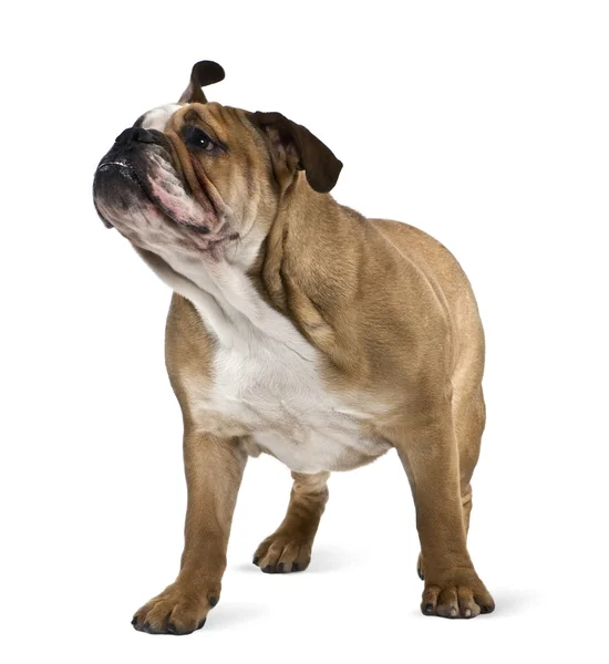 Bulldog inglese, 9 mesi, seduto davanti a uno sfondo bianco — Foto Stock