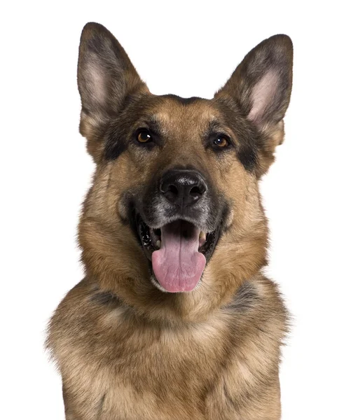 German shepherd, 5 years old, in front of white background — Stock Photo, Image