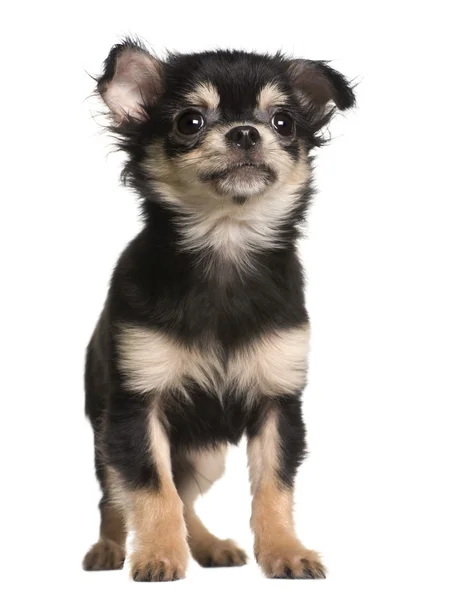Chihuahua cachorro, 4 meses, de pie delante de fondo blanco — Foto de Stock