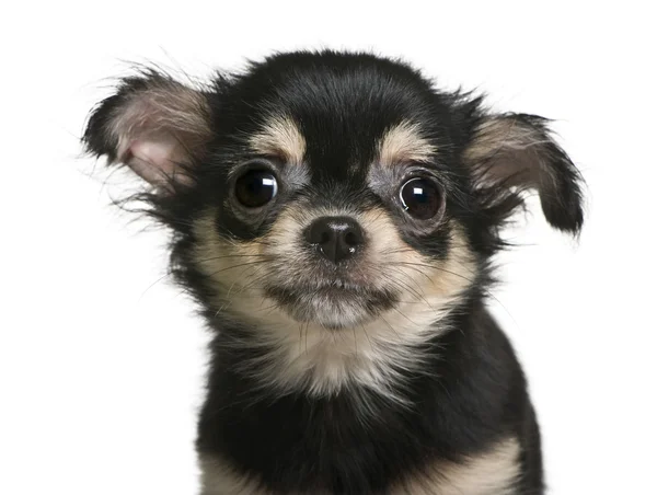 Chihuahua cucciolo, 4 mesi, in piedi di fronte a sfondo bianco — Foto Stock