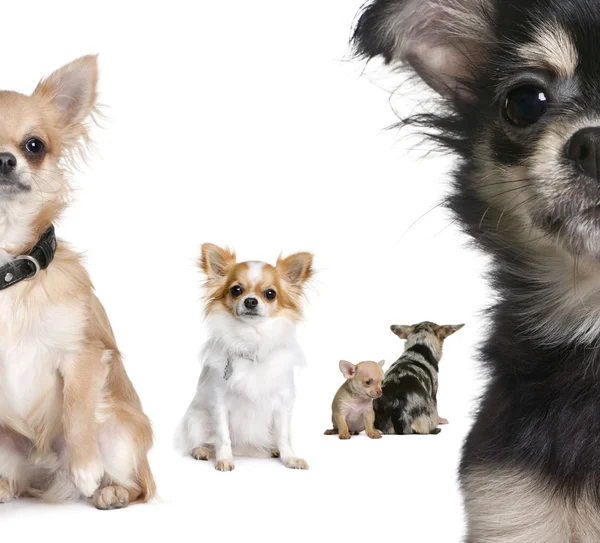 Chihuahua-Gruppe vor weißem Hintergrund — Stockfoto