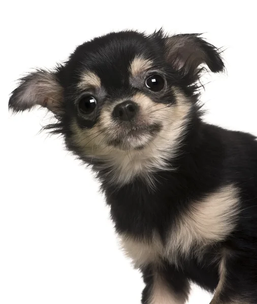 Chihuahua cucciolo, 4 mesi, in piedi di fronte a sfondo bianco — Foto Stock