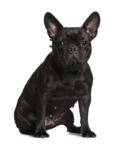 French bulldog, 3 years old, sitting in front of white background — Stock Photo, Image