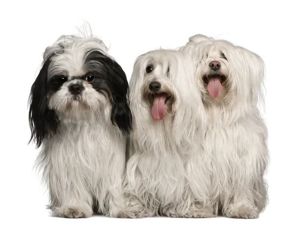 Maltese honden en shih tzu, 3 jaar oud, zit op witte achtergrond — Stockfoto