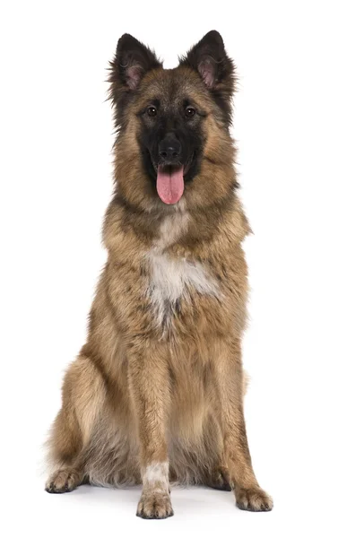 German shepherd, 8 months old, sitting in front of white background — Stock Photo, Image