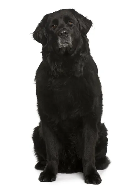 Neufundlandhund, 6 Jahre alt, sitzt vor weißem Hintergrund — Stockfoto
