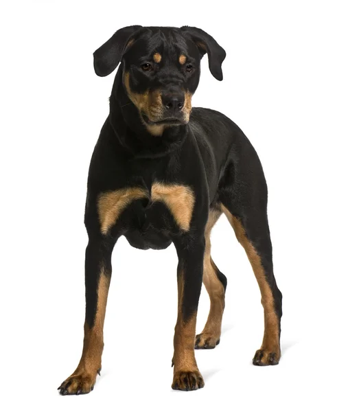 Rottweiler, 7 mesi, davanti allo sfondo bianco — Foto Stock