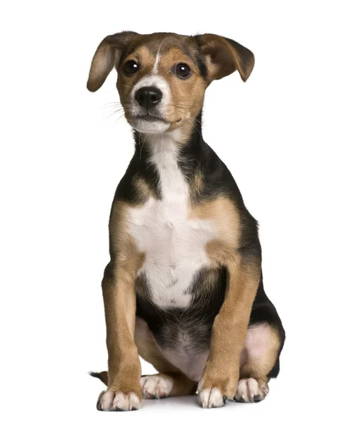 Crossbreed with a Jack Russell and a pincher puppy, 3 months old, sitting in front of white background — Stock Photo, Image