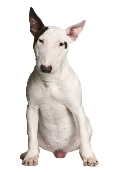 Bull terrier, 9 months old, sitting in front of white background — Stock Photo, Image