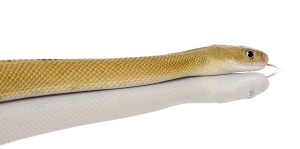 Trans-Pecos rat snake, Bogertophis subocularis, slithering against white background — Stock Photo, Image