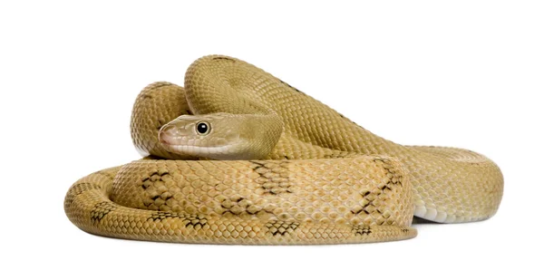 Trans-Pecos rat snake, Bogertophis subocularis, slithering against white background — Stock Photo, Image