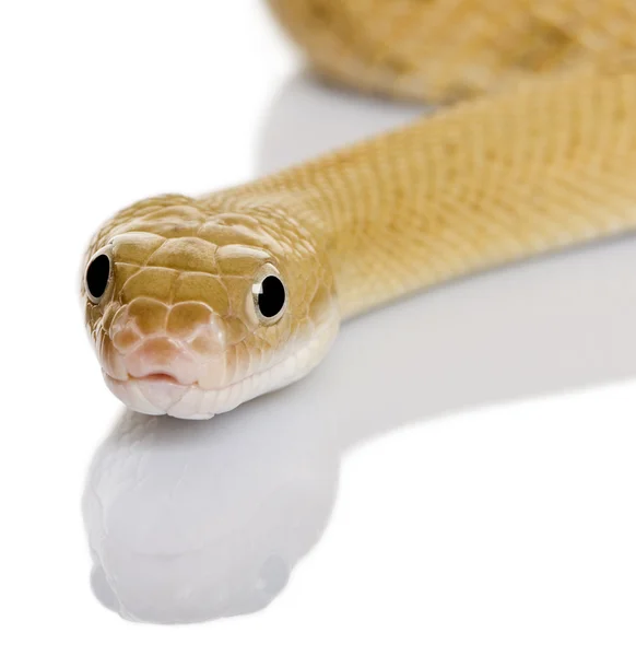 Trans-Pecos ular tikus, Bogertophis subocularis, meluncur dengan latar belakang putih — Stok Foto