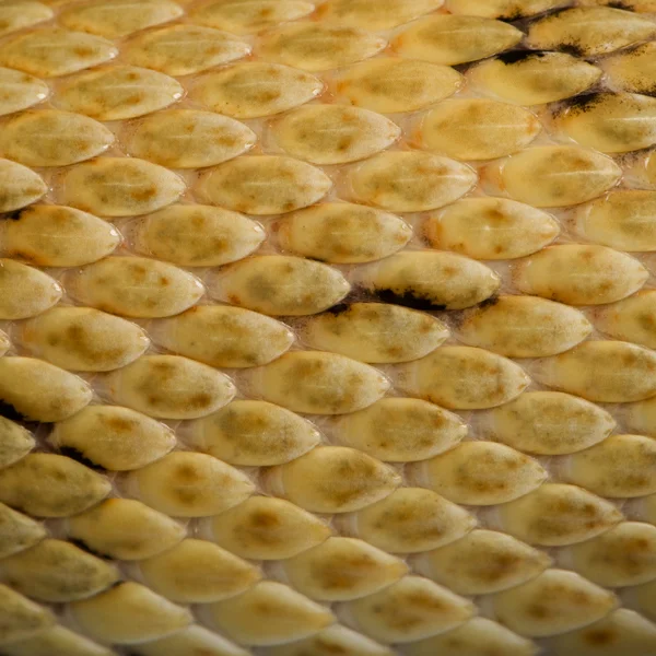 Μεγέθυνση της trans-pecos φίδι αρουραίων κλίμακες, bogertophis subocularis — 图库照片