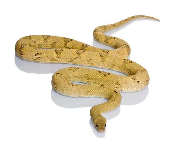 Serpent rat Trans-Pecos, Bogertophis subocularis, glissant sur fond blanc — Photo
