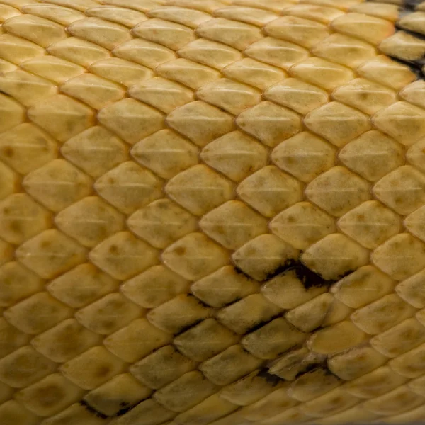 Close-up de escamas de cobra de rato Trans-Pecos, Bogertophis subocularis — Fotografia de Stock