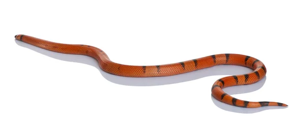 Ονδούρας γάλα φίδι, lampropeltis hondurensis Νότιον, κρέμονται μπροστά από το λευκό φόντο — Φωτογραφία Αρχείου