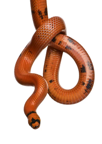 Honduran milk snake, Lampropeltis triangulum hondurensis, hanging in front of white background — Stock Photo, Image