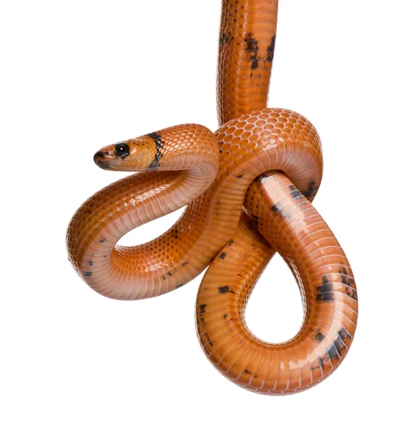 Honduran milk snake, Lampropeltis triangulum hondurensis, hanging in front of white background — Stock Photo, Image