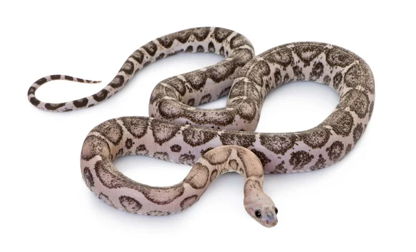 Serpente de milho sem escamas ou cobra vermelha de rato, Pantherophis guttatus, contra fundo branco — Fotografia de Stock