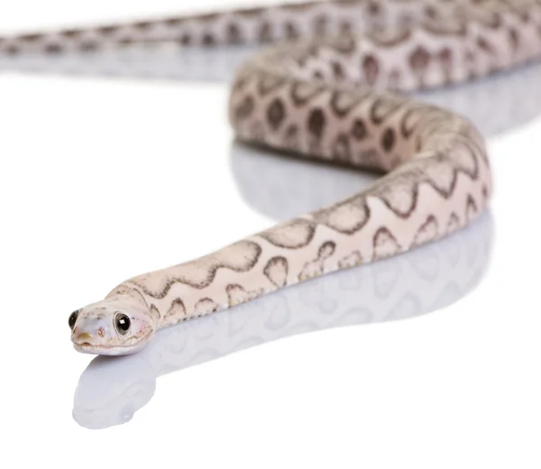 Крупный план бесчешуйчатой кукурузной змеи или красной крысиной змеи, Pantherophis guttatus, на белом фоне — стоковое фото