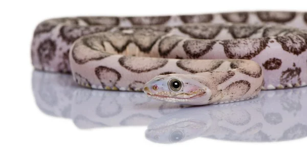 Schubloze maïs slang of rode rat snake, pantherophis guttatus, tegen witte achtergrond — Stockfoto