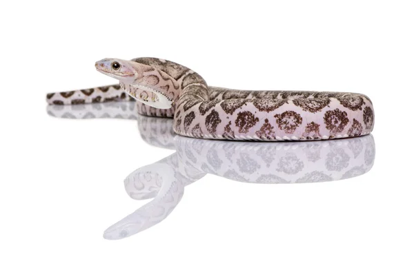 Serpente de milho sem escamas ou cobra vermelha de rato, Pantherophis guttatus, contra fundo branco — Fotografia de Stock