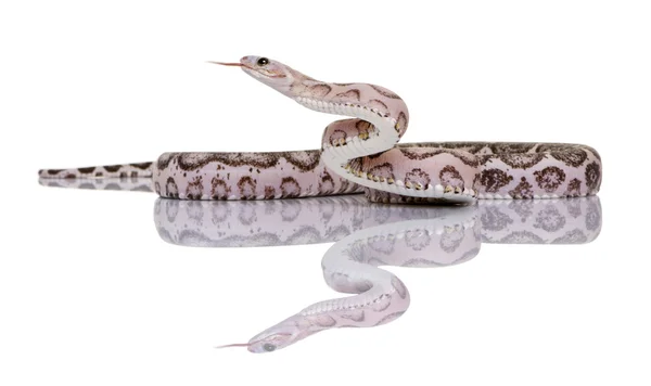 Εκμεταλλευόμενο καλαμπόκι φίδι ή το κόκκινο φίδι αρουραίων, pantherophis guttatus, λευκό φόντο — Φωτογραφία Αρχείου