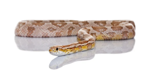 Serpente de milho ou cobra vermelha de rato, Pantherophis guttatus, deslizando contra fundo branco — Fotografia de Stock