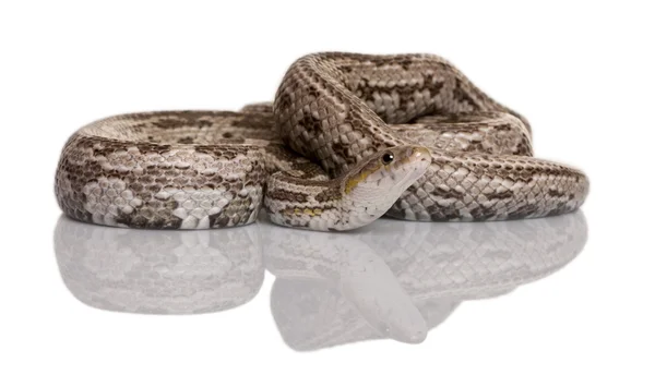 베어드의 쥐 뱀 또는 베어드의 ratsnake 또는 베어드의 파일럿 뱀, elaphe bairdi, 흰색 배경 앞 — 스톡 사진