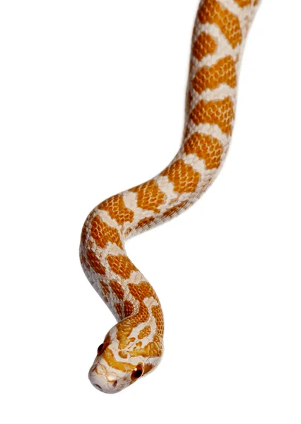 Majs orm eller red rat snake, pantherophis guttattus, slingrande mot vit bakgrund — Stockfoto