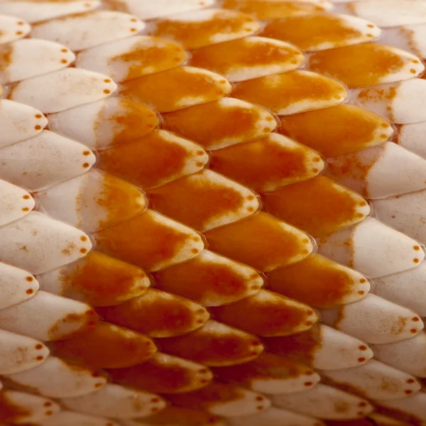 Gros plan de la peau de serpent de maïs ou de rat rouge, Pantherophis guttattus — Photo